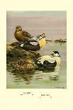 Australian White-Eyed and Southern Pochard Ducks-Allan Brooks-Art Print