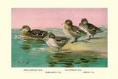 Four Types of Teal Ducks-Allan Brooks-Art Print