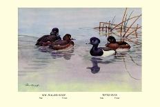 Four Types of Teal Ducks-Allan Brooks-Art Print