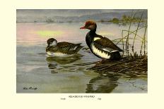 Eider and King Eider Ducks-Allan Brooks-Art Print