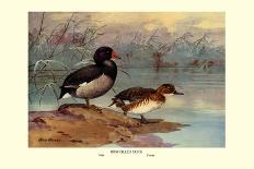 Cinnamon and Blue-Winged Teals-Allan Brooks-Art Print