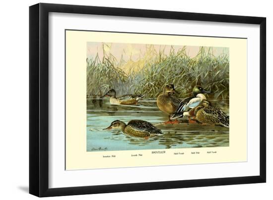 Art Print, , large