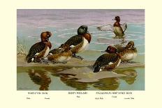 Australian White-Eyed and Southern Pochard Ducks-Allan Brooks-Art Print