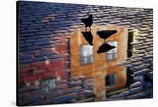 Pigeons-Allan Wallberg-Photographic Print