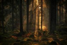 The light in the forest-Allan Wallberg-Photographic Print