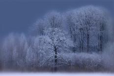 Winter-Allan Wallberg-Photographic Print