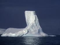 Weddell Sea, Riiser-Larsen Ice Shelf, Emperor Penguins and Chick, Antarctica-Allan White-Framed Photographic Print