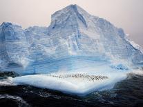 Weddell Sea, Riiser-Larsen Ice Shelf, Emperor Penguins and Chick, Antarctica-Allan White-Photographic Print