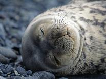 South Shetlands Islands, Half Moon Island, Weddell Seal, Antarctica-Allan White-Photographic Print