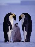 Antarctic Peninsula, Port Lockroy, Gentoo Penguins and Cruise Ship Clipper Adventurer, Antarctica-Allan White-Photographic Print