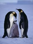 Weddell Sea, Riiser-Larsen Ice Shelf, Emperor Penguins and Chick, Antarctica-Allan White-Photographic Print