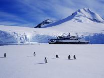 Weddell Sea, Riiser-Larsen Ice Shelf, Emperor Penguins and Chick, Antarctica-Allan White-Photographic Print