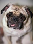 Pug Dog-Allana Wesley White-Framed Premium Photographic Print