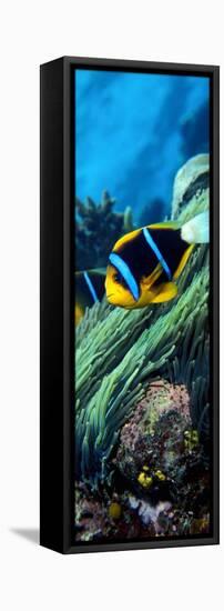 Allard's Anemonefish in the Ocean-null-Framed Stretched Canvas