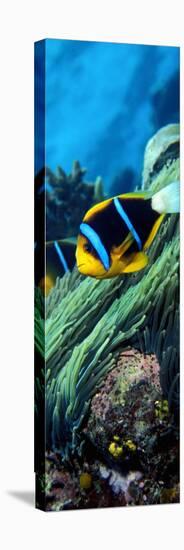 Allard's Anemonefish in the Ocean-null-Stretched Canvas