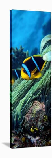 Allard's Anemonefish in the Ocean-null-Stretched Canvas