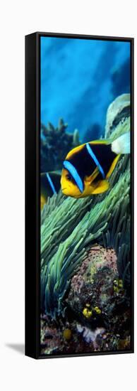 Allard's Anemonefish in the Ocean-null-Framed Stretched Canvas