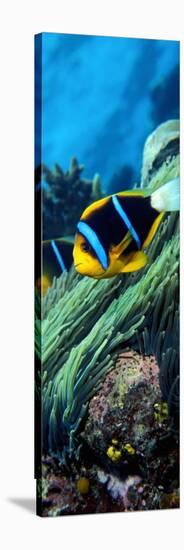 Allard's Anemonefish in the Ocean-null-Stretched Canvas