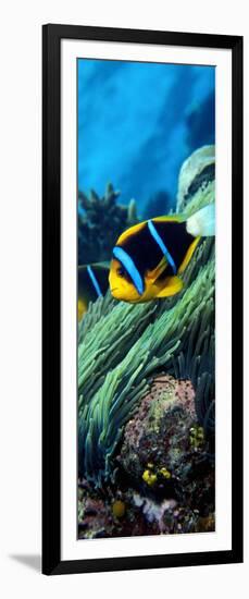 Allard's Anemonefish in the Ocean-null-Framed Photographic Print