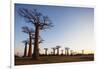 Allee de Baobab (Adansonia), at sunrise, western area, Madagascar, Africa-Christian Kober-Framed Photographic Print