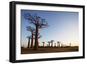 Allee de Baobab (Adansonia), at sunrise, western area, Madagascar, Africa-Christian Kober-Framed Photographic Print