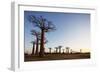 Allee de Baobab (Adansonia), at sunrise, western area, Madagascar, Africa-Christian Kober-Framed Photographic Print