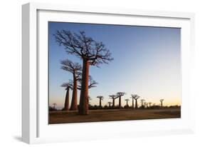 Allee de Baobab (Adansonia), at sunrise, western area, Madagascar, Africa-Christian Kober-Framed Photographic Print