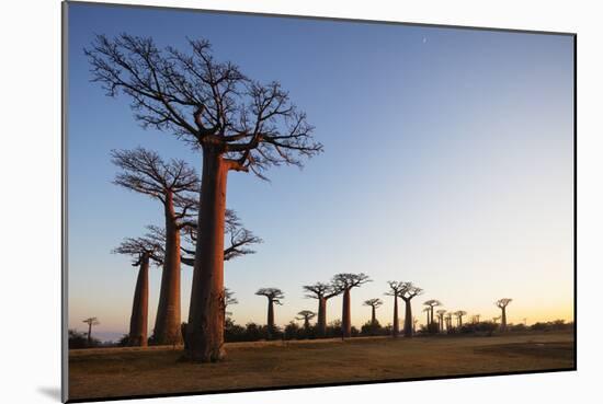 Allee de Baobab (Adansonia), at sunrise, western area, Madagascar, Africa-Christian Kober-Mounted Photographic Print