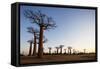 Allee de Baobab (Adansonia), at sunrise, western area, Madagascar, Africa-Christian Kober-Framed Stretched Canvas