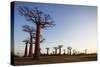 Allee de Baobab (Adansonia), at sunrise, western area, Madagascar, Africa-Christian Kober-Stretched Canvas