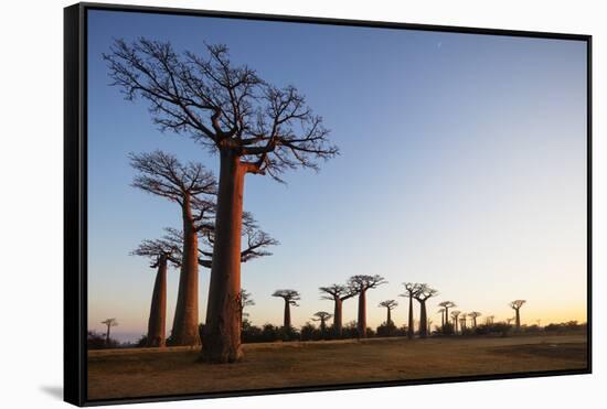 Allee de Baobab (Adansonia), at sunrise, western area, Madagascar, Africa-Christian Kober-Framed Stretched Canvas