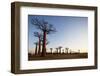 Allee de Baobab (Adansonia), at sunrise, western area, Madagascar, Africa-Christian Kober-Framed Photographic Print