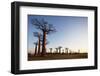 Allee de Baobab (Adansonia), at sunrise, western area, Madagascar, Africa-Christian Kober-Framed Photographic Print