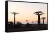 Allee de Baobab (Adansonia), at sunrise, western area, Madagascar, Africa-Christian Kober-Framed Stretched Canvas