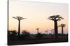 Allee de Baobab (Adansonia), at sunrise, western area, Madagascar, Africa-Christian Kober-Stretched Canvas