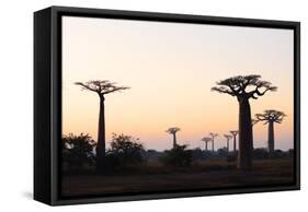 Allee de Baobab (Adansonia), at sunrise, western area, Madagascar, Africa-Christian Kober-Framed Stretched Canvas