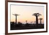 Allee de Baobab (Adansonia), at sunrise, western area, Madagascar, Africa-Christian Kober-Framed Photographic Print