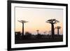 Allee de Baobab (Adansonia), at sunrise, western area, Madagascar, Africa-Christian Kober-Framed Photographic Print