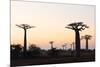 Allee de Baobab (Adansonia), at sunrise, western area, Madagascar, Africa-Christian Kober-Mounted Photographic Print