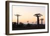 Allee de Baobab (Adansonia), at sunrise, western area, Madagascar, Africa-Christian Kober-Framed Photographic Print