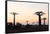 Allee de Baobab (Adansonia), at sunrise, western area, Madagascar, Africa-Christian Kober-Framed Stretched Canvas