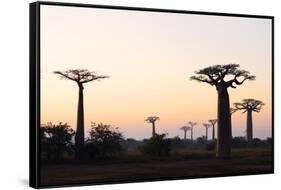 Allee de Baobab (Adansonia), at sunrise, western area, Madagascar, Africa-Christian Kober-Framed Stretched Canvas