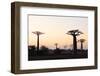 Allee de Baobab (Adansonia), at sunrise, western area, Madagascar, Africa-Christian Kober-Framed Photographic Print