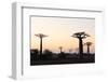 Allee de Baobab (Adansonia), at sunrise, western area, Madagascar, Africa-Christian Kober-Framed Photographic Print