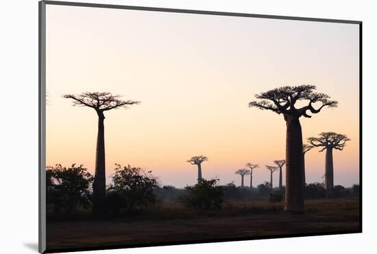 Allee de Baobab (Adansonia), at sunrise, western area, Madagascar, Africa-Christian Kober-Mounted Photographic Print