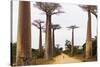 Allee de Baobab (Adansonia), western area, Madagascar, Africa-Christian Kober-Stretched Canvas