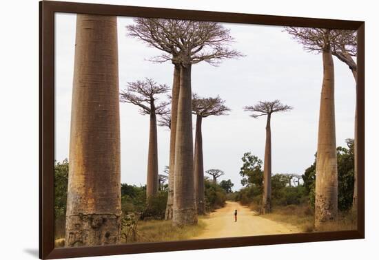 Allee de Baobab (Adansonia), western area, Madagascar, Africa-Christian Kober-Framed Photographic Print