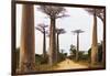Allee de Baobab (Adansonia), western area, Madagascar, Africa-Christian Kober-Framed Photographic Print