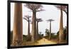 Allee de Baobab (Adansonia), western area, Madagascar, Africa-Christian Kober-Framed Photographic Print