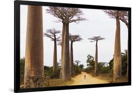 Allee de Baobab (Adansonia), western area, Madagascar, Africa-Christian Kober-Framed Photographic Print